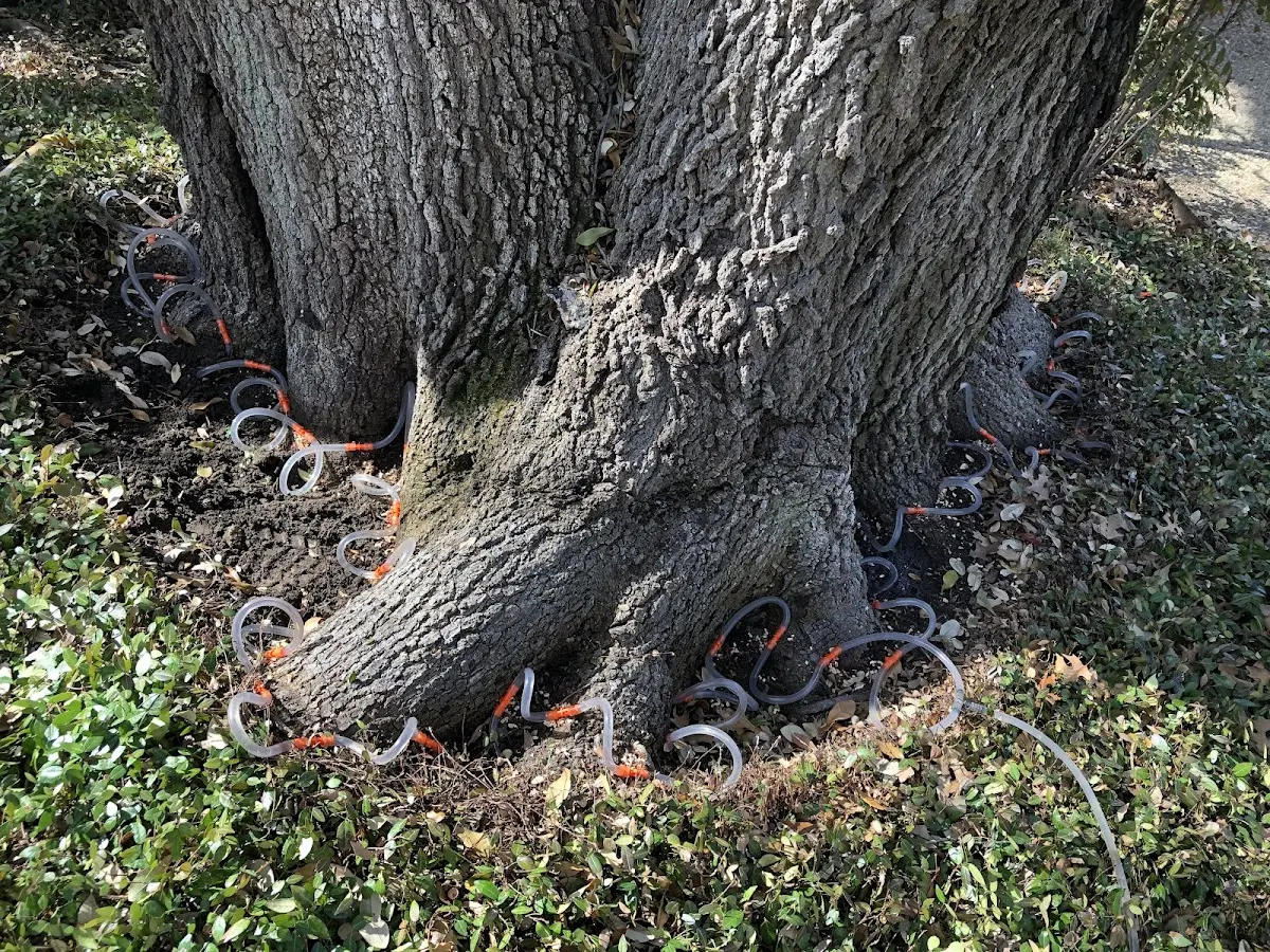 Detailed Tree Cabling and Bracing job site in Bankston