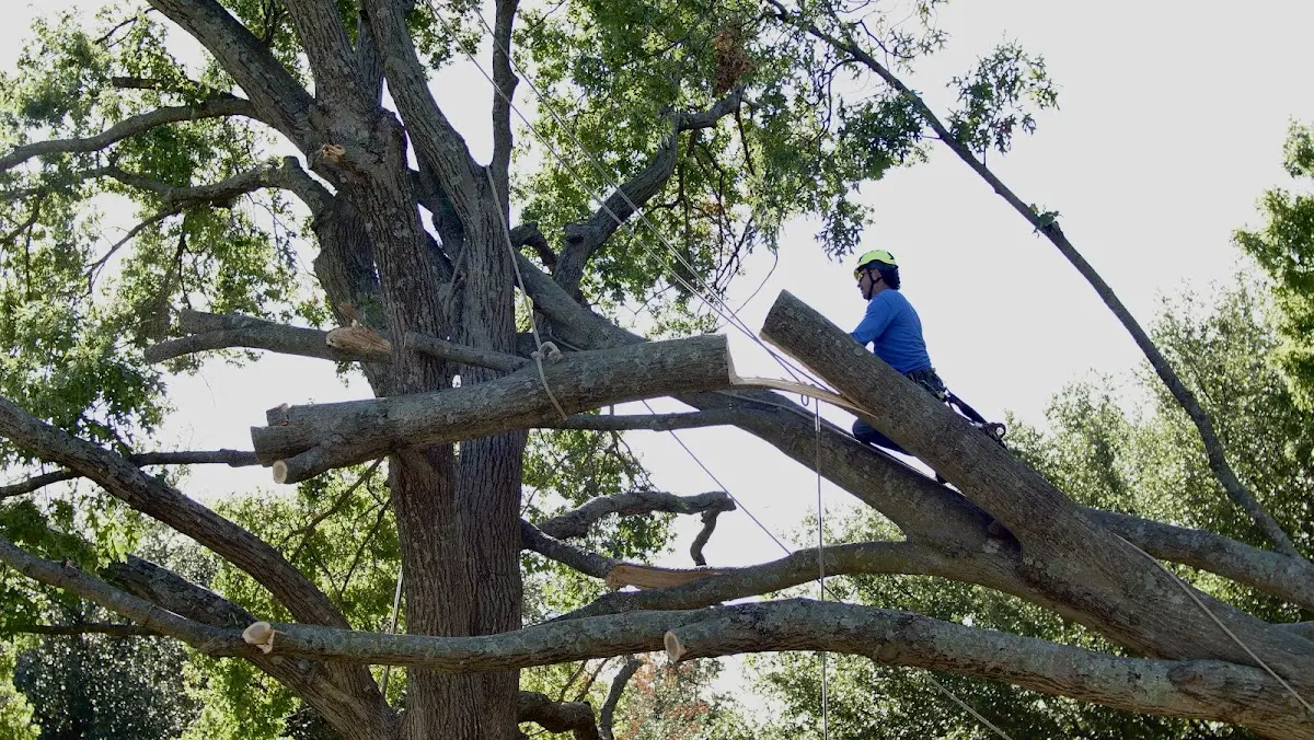 Professional Crown Thinning performed by certified arborists in Bankston